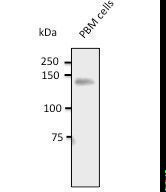 PECAM-1 / CD31 Antibody - Endogenous CD31 detected with AB0092 at 1:500 dilution. Lysate at 100 ug per lane and rabbit polyclonal to goat IgG (HRP) at 1:10000 dilution.