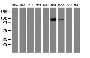 PECAM-1 / CD31 Antibody - Western blot of extracts (35 ug) from 9 different cell lines by using g anti-PECAM1 monoclonal antibody (HepG2: human; HeLa: human; SVT2: mouse; A549: human; COS7: monkey; Jurkat: human; MDCK: canine; PC12: rat; MCF7: human).