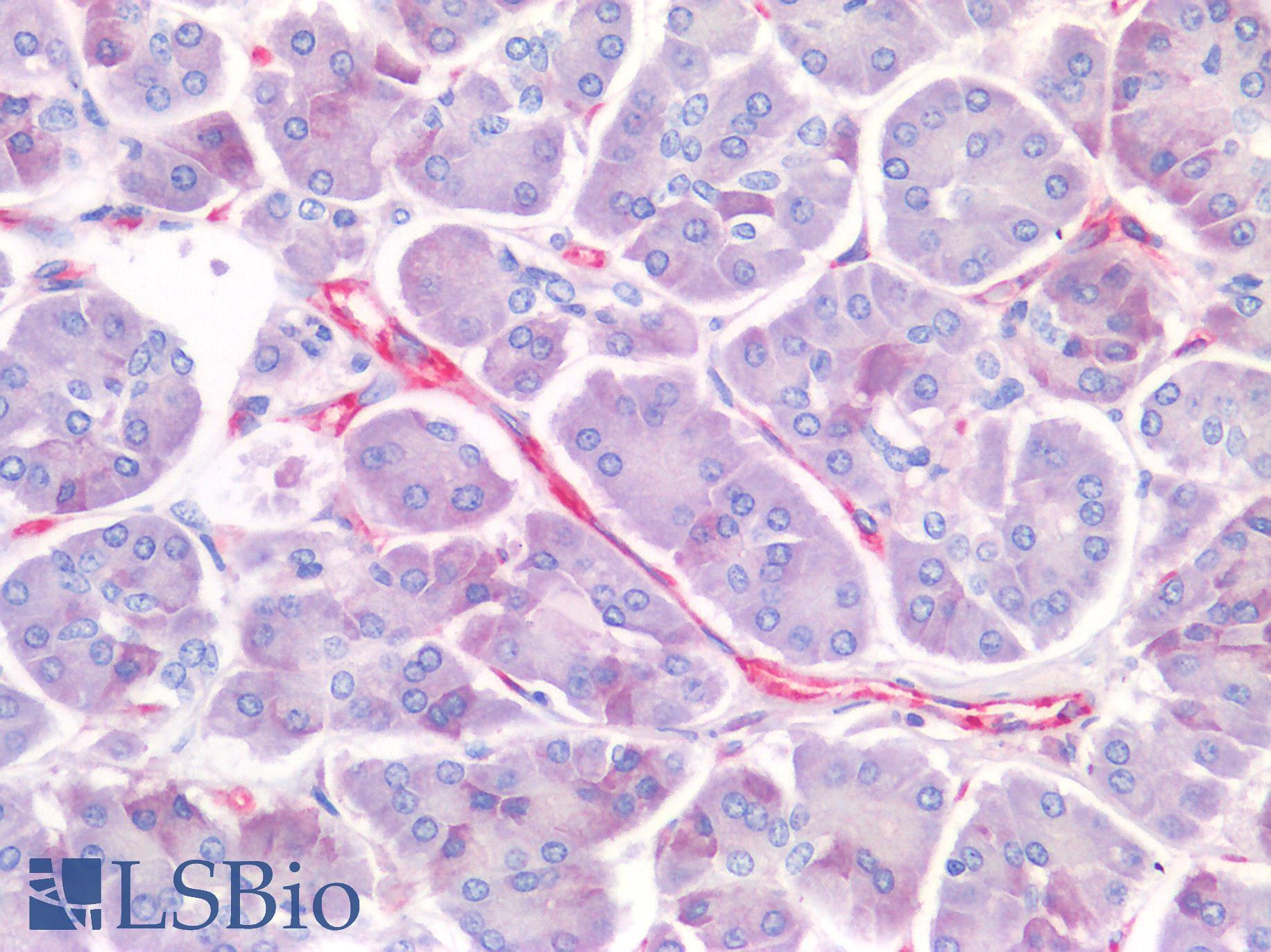 PECAM-1 / CD31 Antibody - Human Pancreas: Formalin-Fixed, Paraffin-Embedded (FFPE)