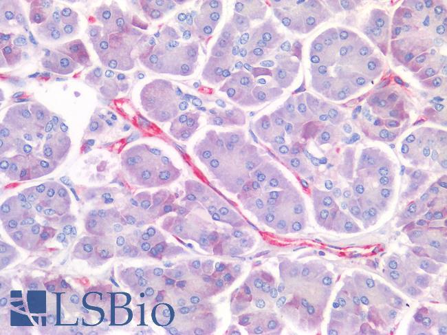 PECAM-1 / CD31 Antibody - Human Pancreas: Formalin-Fixed, Paraffin-Embedded (FFPE)