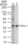 PELI1 / Pellino 1 Antibody - Western blot of Pellino 1 in human Ramos cell lysate (A) and mouse Raw cell lysate (B) using antibody at 1:1000 dilution.