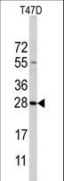 PEMT Antibody - Western blot of PEMT Antibody in T47D cell line lysates (35 ug/lane). PEMT (arrow) was detected using the purified antibody.