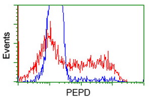 PEPD / PROLIDASE Antibody - HEK293T cells transfected with either pCMV6-ENTRY PEPD (Red) or empty vector control plasmid (Blue) were immunostained by anti-PEPD antibody, and then analyzed by flow cytometry.
