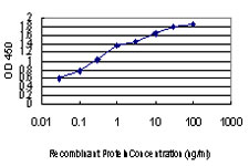 PER2 Antibody - Detection limit for recombinant GST tagged PER2 is approximately 0.03 ng/ml as a capture antibody.