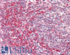 PEX13 Antibody - Anti-PEX13 antibody IHC staining of human tonsil. Immunohistochemistry of formalin-fixed, paraffin-embedded tissue after heat-induced antigen retrieval.