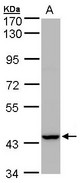 PEX13 Antibody - Sample(30 g of whole cell lysate). A: MOLT4. 7.5% SDS PAGE. PEX13 antibody diluted at 1:1000.