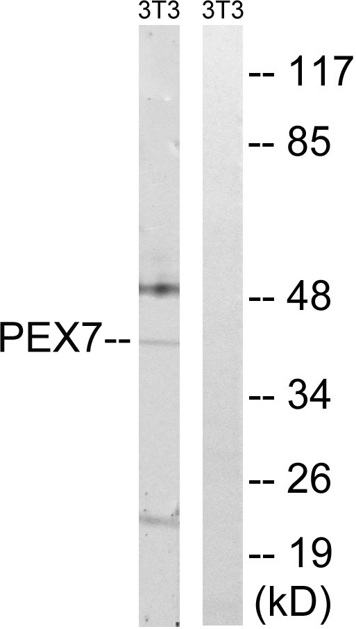 PEX7 Antibody - Western blot analysis of lysates from NIH/3T3 cells, using PEX7 Antibody. The lane on the right is blocked with the synthesized peptide.