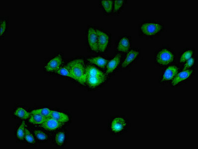PFDN1 Antibody - Immunofluorescent analysis of HepG2 cells using PFDN1 Antibody at dilution of 1:100 and Alexa Fluor 488-congugated AffiniPure Goat Anti-Rabbit IgG(H+L)