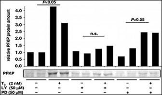 PFKP Antibody - Fibroblasts were cultured for 2 d in DMEM supplemented with 10% TH-depleted bovine serum. They were then treated with 2 nM T3 in the absence or presence of either LY294002 (LY, 50 M) or PD98059 (PD, 50 M), added 1 h before the addition of T3. Cells were harvested 24 h after T3 treatment. Whole-cell lysates, obtained from two separately treated culture dishes for each treatment, were subjected to WB with anti-PFKP. (Mol. Endocrinol. 2005 Dec 01;19(12):2955-2963)