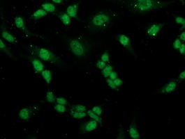 PGAM2 Antibody - Immunofluorescent staining of HeLa cells using anti-PGAM2 mouse monoclonal antibody.