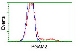 PGAM2 Antibody - HEK293T cells transfected with either overexpress plasmid (Red) or empty vector control plasmid (Blue) were immunostained by anti-PGAM2 antibody, and then analyzed by flow cytometry.