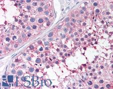 PGES / PTGES Antibody - Anti-PTGES antibody IHC of human testis. Immunohistochemistry of formalin-fixed, paraffin-embedded tissue after heat-induced antigen retrieval.
