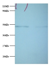 PGK1 / Phosphoglycerate Kinase Antibody - Western blot of Phosphoglycerate kinase 1 antibody at 2 ug/ml. Lane 1: EC109 whole cell lysate. Lane 2: 293T whole cell lysate. Secondary: Goat polyclonal to Rabbit IgG at 1:15000 dilution. Predicted band size: 46 kDa. Observed band size: 46 kDa.  This image was taken for the unconjugated form of this product. Other forms have not been tested.