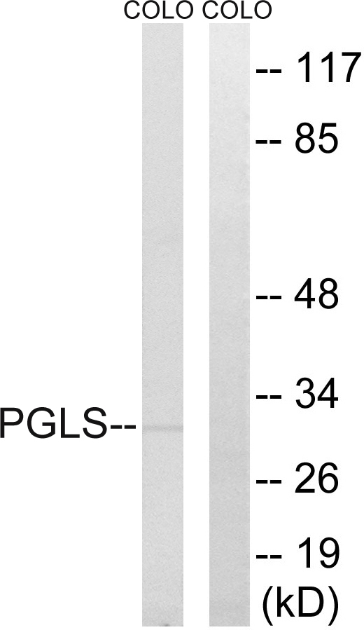 PGLS / 6PGL Antibody - Western blot analysis of lysates from COLO cells, using PGLS Antibody. The lane on the right is blocked with the synthesized peptide.