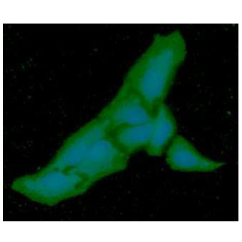 PGM1 / Phosphoglucomutase 1 Antibody - ICC/IF analysis of PGM1 in HeLa cells line, stained with DAPI (Blue) for nucleus staining and monoclonal anti-human PGM1 antibody (1:100) with goat anti-mouse IgG-Alexa fluor 488 conjugate (Green).