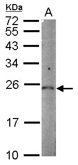 PGPEP1 Antibody - Sample (50 ug of whole cell lysate) A: mouse kidney 12% SDS PAGE PGPEP1 antibody diluted at 1:1000