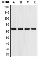 PGR1 / GPR153 Antibody - Western blot analysis of GPR153 expression in A549 (A); HeLa (B); Raw264.7 (C); rat lung (D) whole cell lysates.