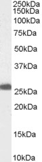 PGRMC1 / MPR Antibody - Antibody (0.1 ug/ml) staining of Human Liver lysate (35 ug protein in RIPA buffer). Primary incubation was 1 hour. Detected by chemiluminescence.