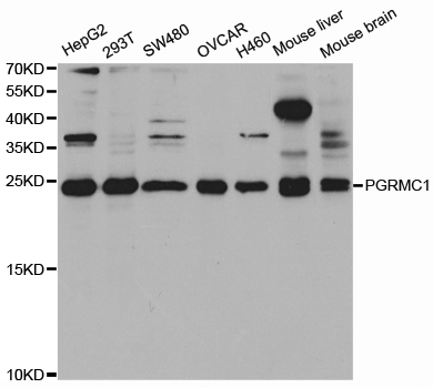 PGRMC1 / MPR Antibody - Western blot analysis of extracts of various cell lines, using PGRMC1 antibody.