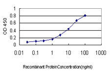 PGRMC2 Antibody - Detection limit for recombinant GST tagged PGRMC2 is approximately 0.3 ng/ml as a capture antibody.