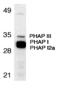 PHAP1 / ANP32A Antibody - Western blot of PHAP expression in human Raji cell lysate with PHAP antibody at 1 ug/ml. The wide and strong band below PHAP III is a double let composed of PHAP I (upper) and PHAP I2a (lower).