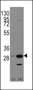 PHB / Prohibitin Antibody - Western blot of PHB1 (arrow) using rabbit polyclonal PHB1 Antibody (Human C-term). 293 cell lysates (2 ug/lane) either nontransfected (Lane 1) or transiently transfected with the PHB1 gene (Lane 2) (Origene Technologies).