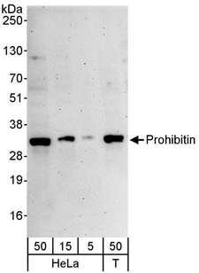 PHB / Prohibitin Antibody - Detection of Human Prohibitin by Western Blot. Samples: Whole cell lysate from HeLa (5, 15 and 50 ug) and 293T (T; 50 ug) cells. Antibodies: Affinity purified rabbit anti-Prohibitin antibody used for WB at 0.04 ug/ml. Detection: Chemiluminescence with an exposure time of 3 minutes.