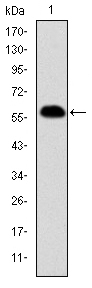 PHB / Prohibitin Antibody - Western blot using PHB monoclonal antibody against human PHB (AA: 68-259) recombinant protein. (Expected MW is 46.7 kDa)