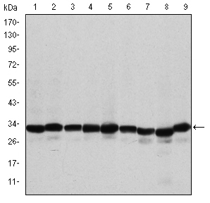 PHB / Prohibitin Antibody - Western blot using PHB mouse monoclonal antibody against A431 (1), MCF-7 (2), Jurkat (3), HeLa (4), HepG2 (5), A549 (6), NIH/3T3 (7), Cos7 (8) and PC-12 (9) cell lysate.