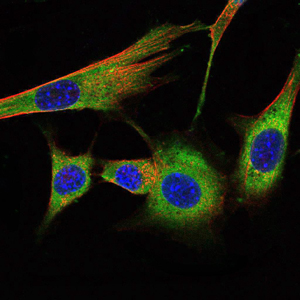 PHB / Prohibitin Antibody - Immunofluorescence of NIH/3T3 cells using PHB mouse monoclonal antibody (green). Blue: DRAQ5 fluorescent DNA dye. Red: Actin filaments have been labeled with Alexa Fluor-555 phalloidin.