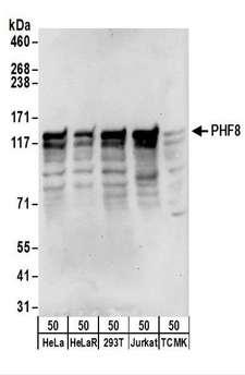 PHF8 Antibody - Detection of Human and Mouse PHF8 by Western Blot. Samples: Whole cell lysate (50 ug) from HeLa, HeLa (RIPA), 293T, Jurkat, and mouse TCMK-1 cells. Antibodies: Affinity purified rabbit anti-PHF8 antibody used for WB at 0.04 ug/ml. Detection: Chemiluminescence with an exposure time of 30 seconds.