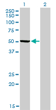 PHGDH Antibody - Western blot of PHGDH expression in transfected 293T cell line by PHGDH monoclonal antibody, clone 4A3-1D6.
