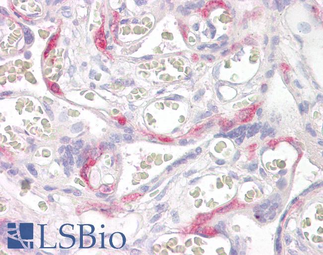 PHLDA2 / TSSC3 Antibody - Anti-PHLDA2 antibody IHC of human placenta. Immunohistochemistry of formalin-fixed, paraffin-embedded tissue after heat-induced antigen retrieval. Antibody concentration 3.75 ug/ml.