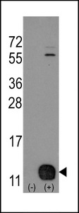 PHPT1 Antibody - Western blot of PHPT1 (arrow) using rabbit polyclonal PHPT1 Antibody (Human N-term). 293 cell lysates (2 ug/lane) either nontransfected (Lane 1) or transiently transfected with the PHPT1 gene (Lane 2) (Origene Technologies).