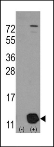 PHPT1 Antibody - Western blot of PHPT1 (arrow) using rabbit polyclonal PHPT1 Antibody (Human C-term). 293 cell lysates (2 ug/lane) either nontransfected (Lane 1) or transiently transfected with the PHPT1 gene (Lane 2) (Origene Technologies).