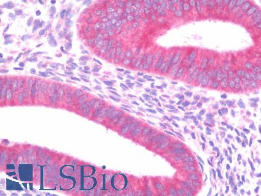 PIGR Antibody - Anti-PIGR antibody IHC staining of human uterus, endometrium. Immunohistochemistry of formalin-fixed, paraffin-embedded tissue after heat-induced antigen retrieval. Antibody concentration 10 ug/ml.