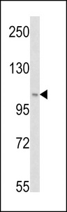PIK3C3 / VPS34 Antibody - Western blot of PI3KC3 (S34) in HeLa cell line lysates (35 ug/lane). PI3KC3 (arrow) was detected using the purified antibody.