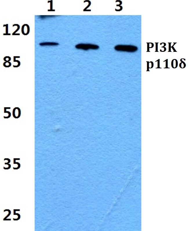 PIK3CD / PI3K Delta Antibody - Western blot (WB) analysis of  PIK3CD pAb at 1:500 dilution. Lane 1: Jurkat cell lysate. Lane 2: sp2/0 cell lysate. Lane 3: PC12 cell lysate.
