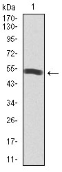 PIK3R1 / p85 Alpha Antibody - Western blot using PIK3R1 monoclonal antibody against human PIK3R1 recombinant protein. (Expected MW is 53.4 kDa)