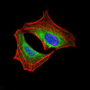 PIK3R1 / p85 Alpha Antibody - Immunofluorescence of HeLa cells using PIK3R1 mouse monoclonal antibody (green). Blue: DRAQ5 fluorescent DNA dye. Red: Actin filaments have been labeled with Alexa Fluor-555 phalloidin.