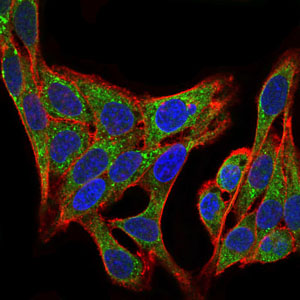 PIK3R1 / p85 Alpha Antibody - Immunofluorescence of HepG2 cells using PIK3R1 mouse monoclonal antibody (green). Blue: DRAQ5 fluorescent DNA dye. Red: Actin filaments have been labeled with Alexa Fluor-555 phalloidin.