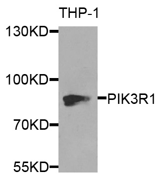 PIK3R1 / p85 Alpha Antibody - Western blot analysis of extracts of THP-1 cells, using PIK3R1 antibody at 1:1000 dilution. The secondary antibody used was an HRP Goat Anti-Rabbit IgG (H+L) at 1:10000 dilution. Lysates were loaded 25ug per lane and 3% nonfat dry milk in TBST was used for blocking.
