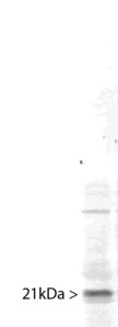 PIN1 Antibody - Western blot of whole HeLa cell homogenate stained with PIN1 antibody, at dilution of 1:10,000. A prominent band running with an apparent SDS-PAGE molecular weight of ~21kDa corresponds to Pin1.