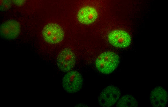 PIN1 Antibody - HeLa cells stained with PIN1 antibody (1:1,000 dilution, green) and monoclonal to fibrillarin, 38F3 (red). Pin-1 stains the nuclear matrix and, much more faintly, the cytoplasm. The fibrillarin antibody marks nucleoli.
