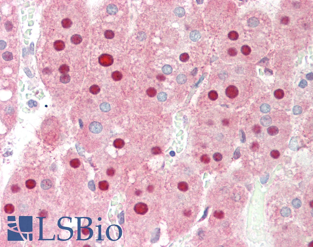 PIN1 Antibody - Anti-PIN1 antibody IHC staining of human adrenal. Immunohistochemistry of formalin-fixed, paraffin-embedded tissue after heat-induced antigen retrieval. Antibody dilution 1:500.