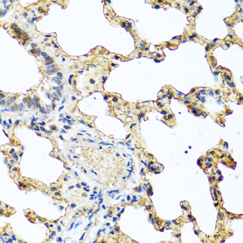 PIP / GCDFP-15 Antibody - Immunohistochemistry of paraffin-embedded rat lung tissue.