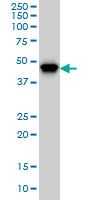 PIP4K2A / PIPK Antibody - PIP5K2A monoclonal antibody Western blot of PIP5K2A expression in K-562.