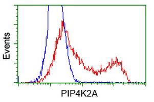 PIP4K2A / PIPK Antibody - HEK293T cells transfected with either overexpress plasmid (Red) or empty vector control plasmid (Blue) were immunostained by anti-PIP4K2A antibody, and then analyzed by flow cytometry.