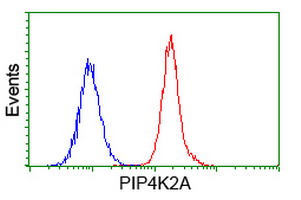 PIP4K2A / PIPK Antibody - Flow cytometry of HeLa cells, using anti-PIP4K2A antibody (Red), compared to a nonspecific negative control antibody (Blue).