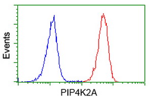 PIP4K2A / PIPK Antibody - Flow cytometry of Jurkat cells, using anti-PIP4K2A antibody (Red), compared to a nonspecific negative control antibody (Blue).